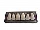 Zęby Classic Plus V fason 40 